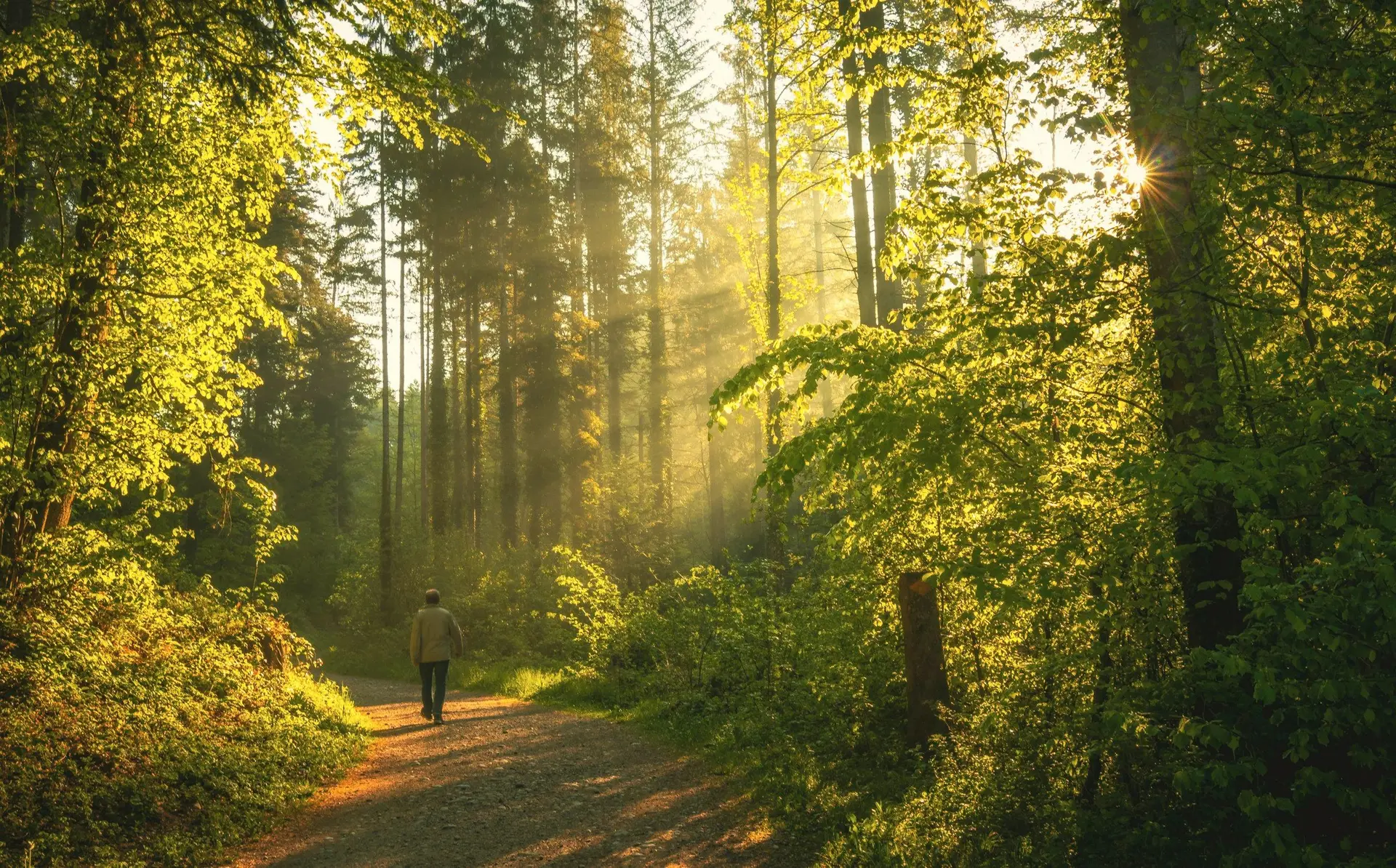 Spaziergänger auf einem Waldweg, die Sonne fällt durch die Bäume